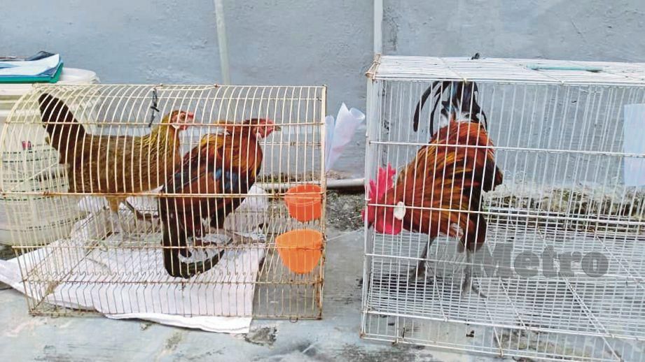 PERHILITAN merampas ayam hutan di belakang sebuah rumah di Kota Tinggi.