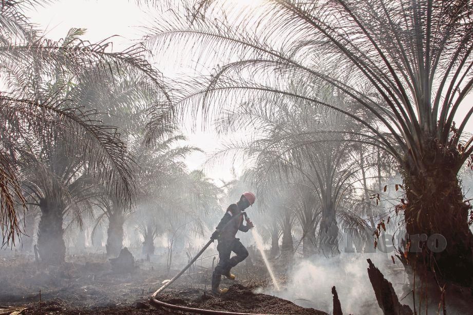ANGGOTA Manggala Agni Indonesia  berusaha memadamkan kebakaran ladang sawit di Pekanbaru, Riau, Indonesia.