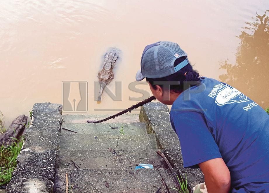 MOHAMAD Fadhil  melihat buaya jenjulung  yang muncul di Empangan Sungai Bernam sejak tiga minggu lalu.