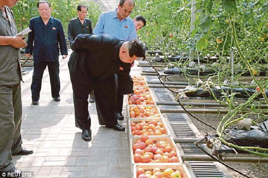 GAMBAR fail menunjukkan Kim Jong-un (membongkok) memeriksa hasil pertanian.