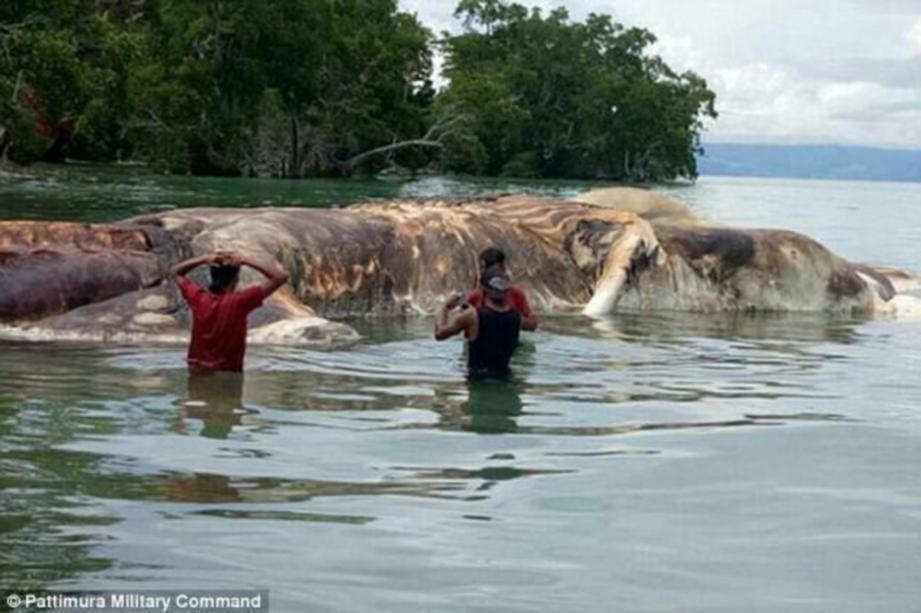 DUA penduduk Pulau Seram menghampiri bangkai sotong gergasi itu. - Agensi