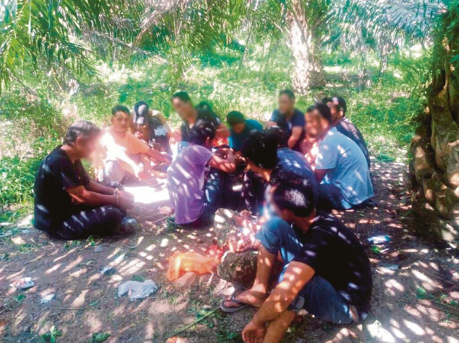 PENAGIH yang ditahan  AADK Jempol dalam sebuan OPs Sarang di ladang kelapa sawit FELDA Palong Sepuluh. 