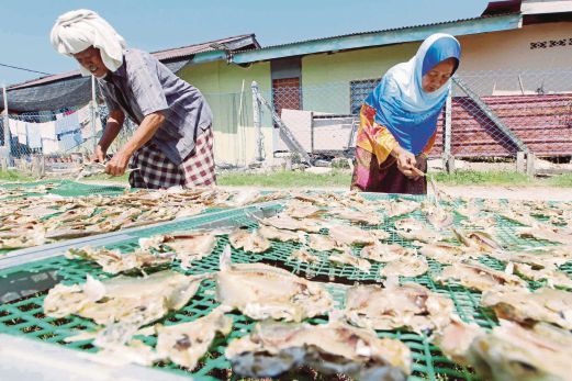 SUAMI isteri mengutip ikan gelama yang  dijemur di Kampung Ulu, Kuala Kedah.