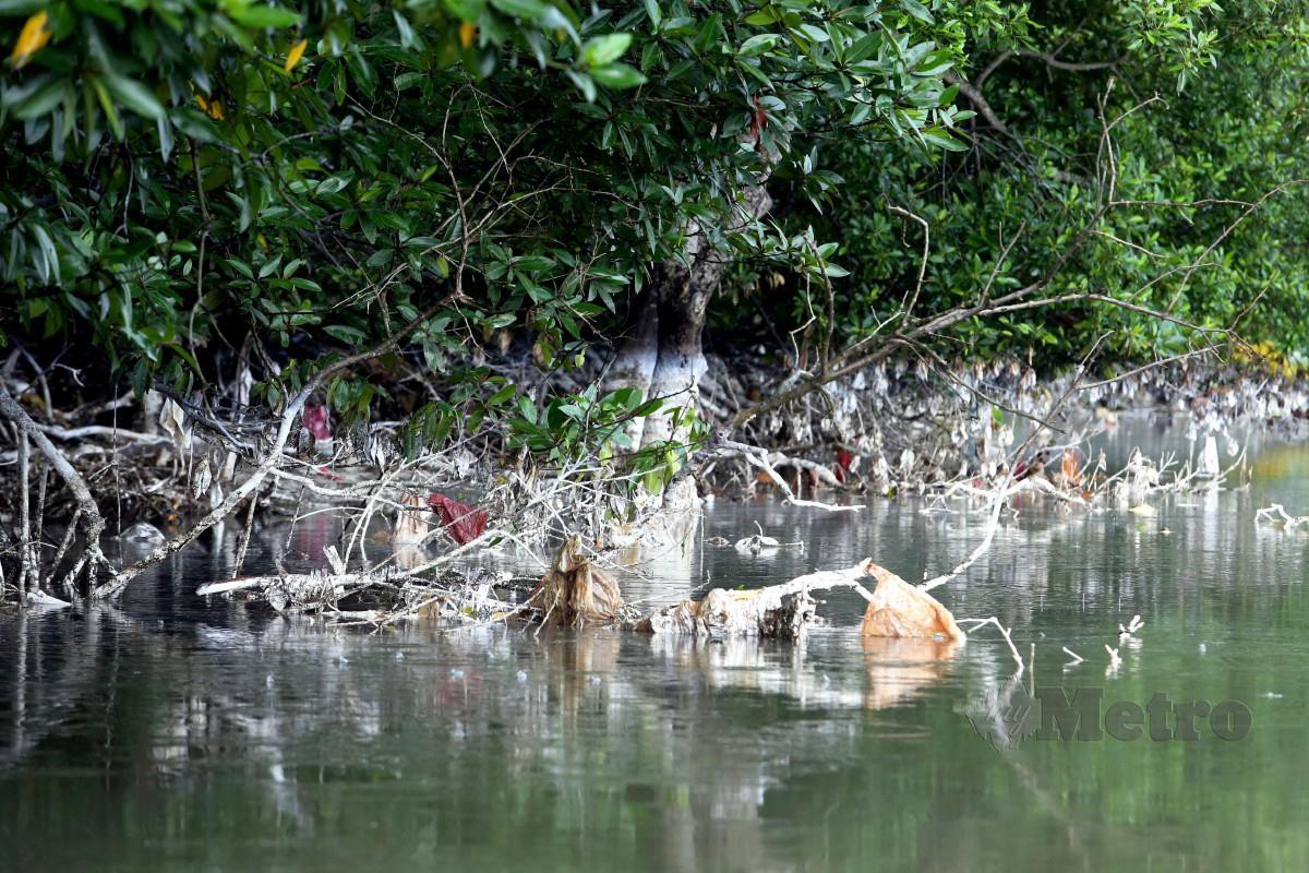 PELBAGAI jenis sampah hanyut tersangkut di ranting pokok bakau.