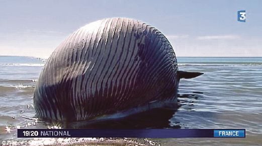 BANGKAI seekor ikan paus yang berkemungkinan boleh membawa maut jika meletup.