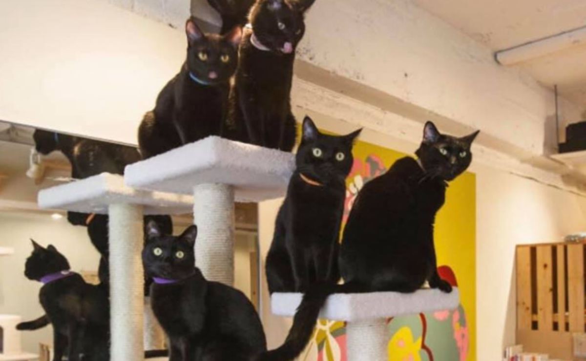 Неделя большими кошками. Кафе черных кошек в Японии. Кошачьи кафе в Японии. Кафе Некобияка Япония. Кафе с кошками.