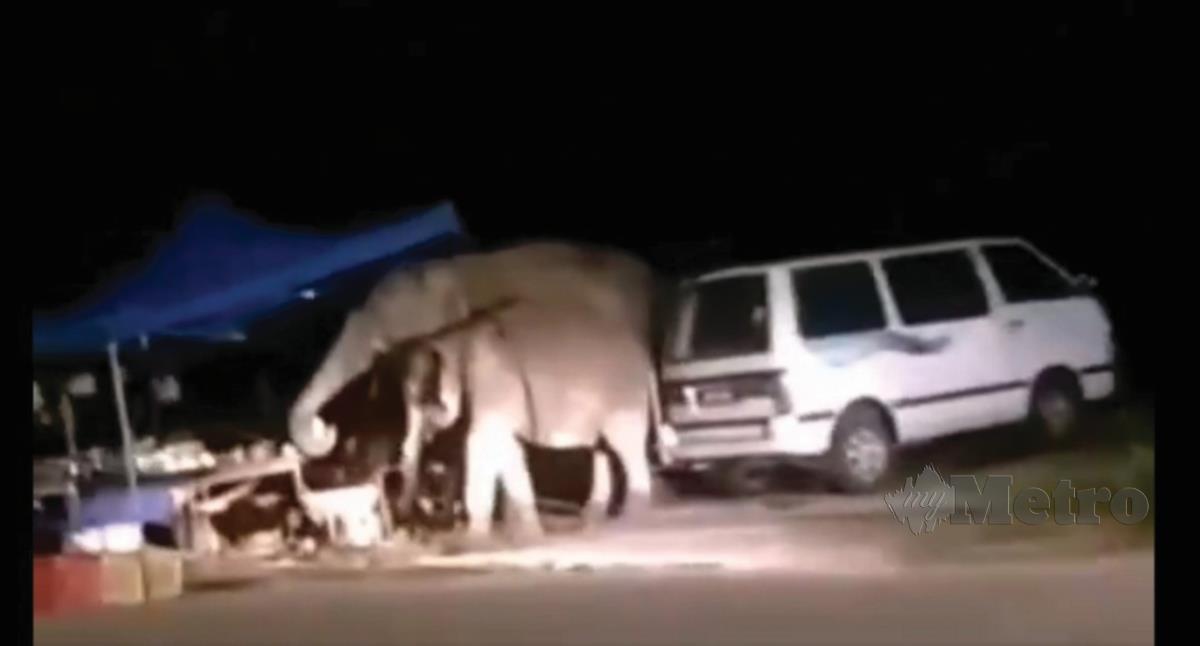 RAKAMAN video dua gajah liar  berkeliaran meluru ke gerai  buah-buahan di Batu Mawai, Kota Tinggi.