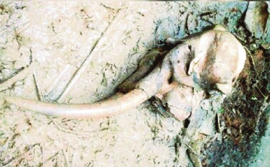 Gading gajah Pygmy Borneo  yang ditemui di Hutan Simpan Kawag. 