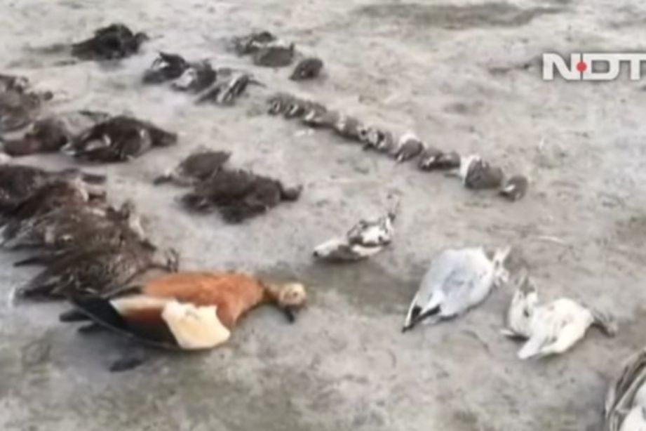 Pakar bingung ribuan burung mati