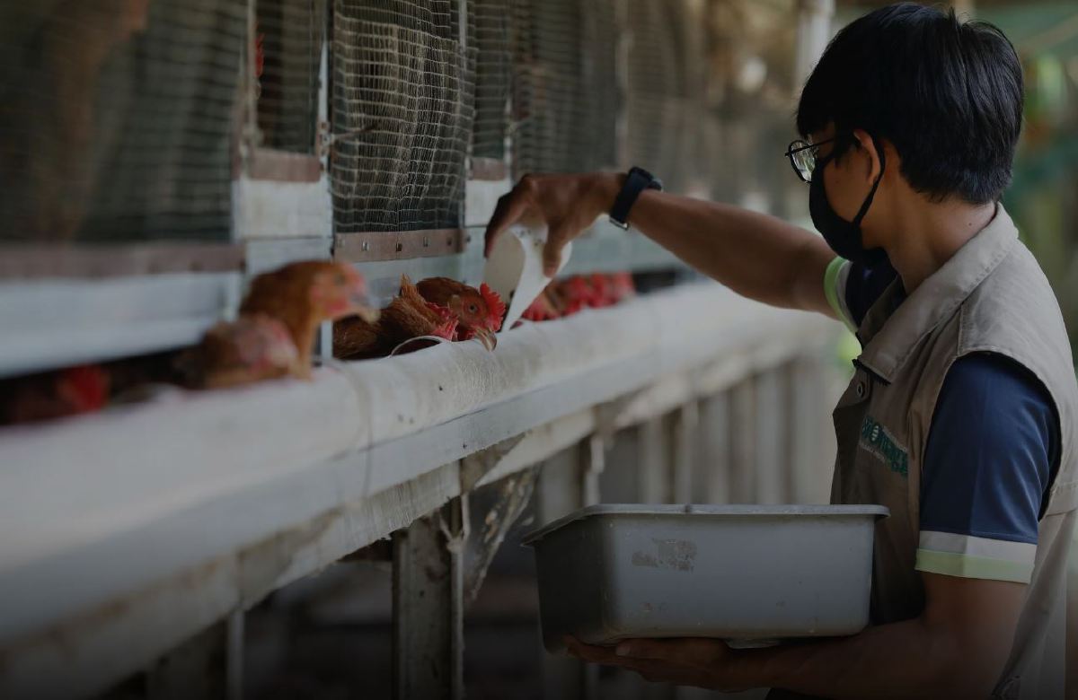 SEORANG pekerja memberi makan ayam di Biomagg, Depok.