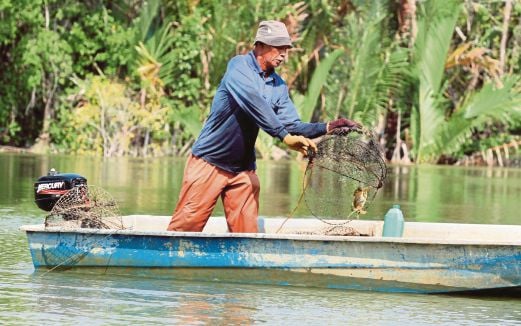  ALI menangkap ketam nipah menggunakan bito di Sungai Kuantan.
