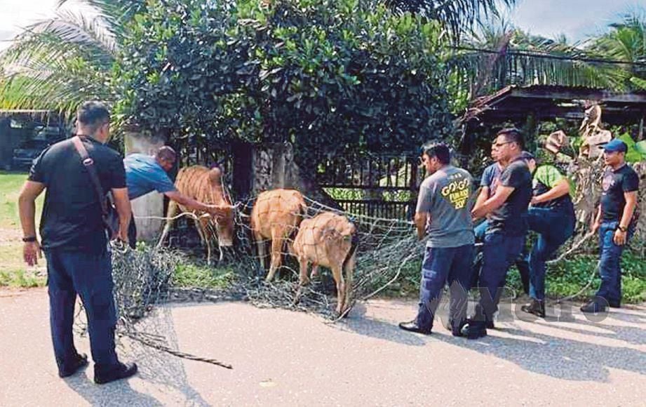MDM  menangkap lembu yang berkeliaran di kawasan Marang melalui Operasi Menangkap Haiwan Berkeliaran.