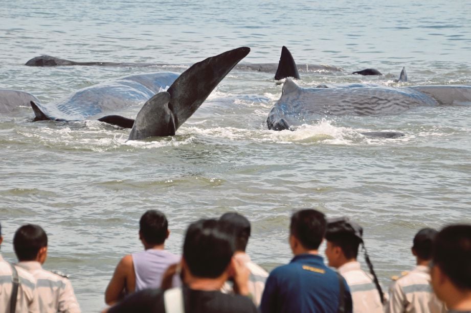 PENDUDUK melihat beberapa ikan paus sperma yang terkandas di air cetek di kawasan pantai di Kampung Durung, Aceh Besar, semalam. - Reuters