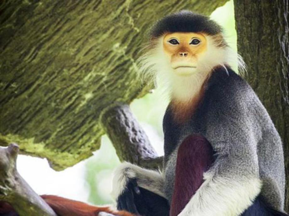 SPESIS monyet yang terancam jadi mangsa bunuh dan makan enam lelaki di Hanoi. FOTO Agensi