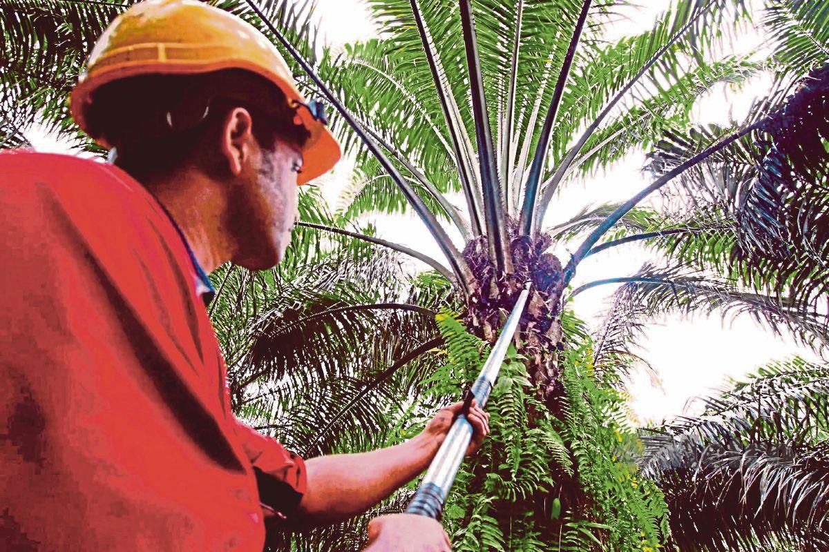 APLIKASI  bakal diperkenalkan KPPK dapat mengesan kelapa sawit daripada peringkat tanaman di ladang, urus niaga kepada pembeli berlesen sehingga ke peringkat akhir penggunaan kelapa sawit. 