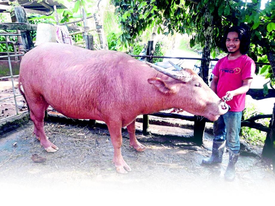 Bambu anak kerbau + lembu | Harian Metro