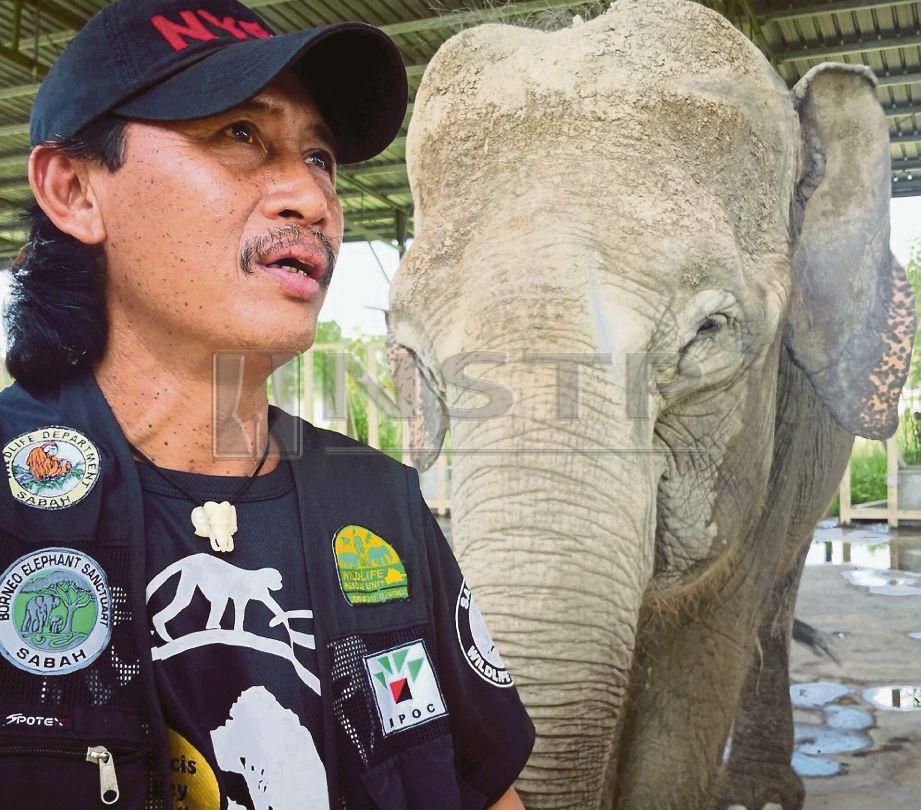 PENGURUS Operasi Santuari Gajah Borneo (BES) bersama seekor daripada dua gajah Pygmy Borneo yang ditempatkan di pusat perlindungan gajah pertama di Borneo, di Kinabatangan. FOTO/POLIANA RONNIE SIDOM.