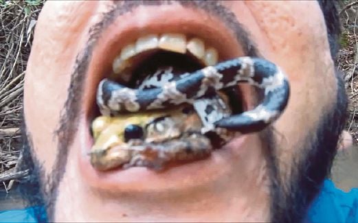SEDUTAN video menunjukkan ular dan katak berada di dalam mulut Duarte.