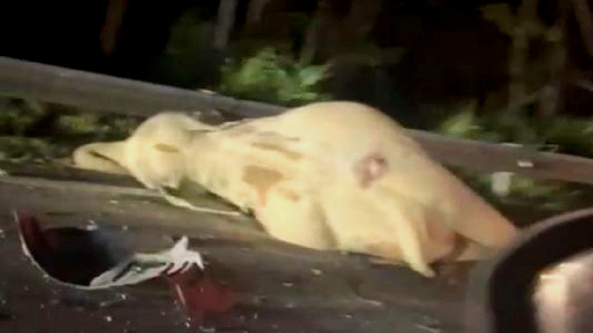 GAJAH betina yang mati selepas berlanggar dengan kenderaan di Jalan Raya Timur Barat Gerik-Jeli. FOTO tular.