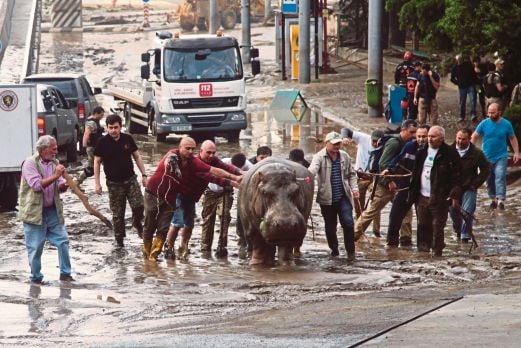 Orang ramai membantu menangkap badak air yang terlepas dari zoo selepas banjir di Tbilisi.