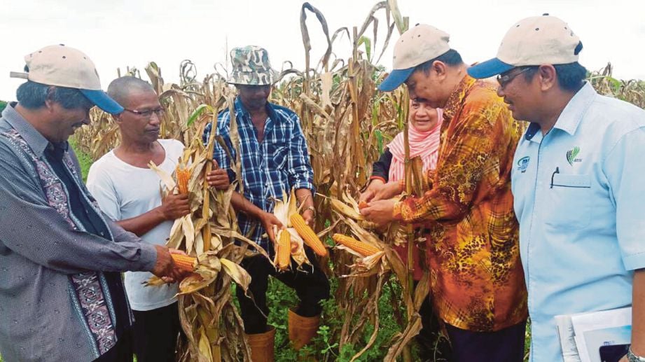 KARIM  (kiri) bersama petani melihat tanaman jagung bijian pertama di Kelantan yang ditanam di Kampung Nelayan Kandis, Bachok. 