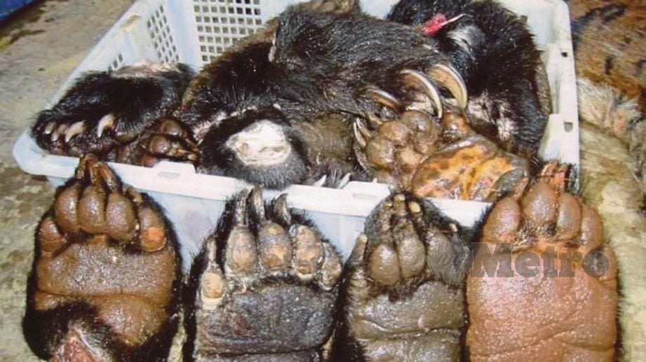 TAPAK kaki beruang yang turut dijadikan makanan eksotik.