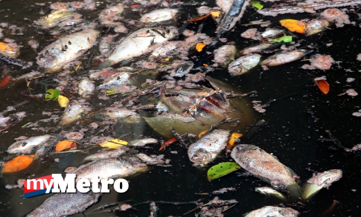 ANTARA ribuan ekor ikan yang mati ditemui nelayan di pintu air Sungai Persisiran Pulau Burung, Nibong Tebal. FOTO Danial Saad