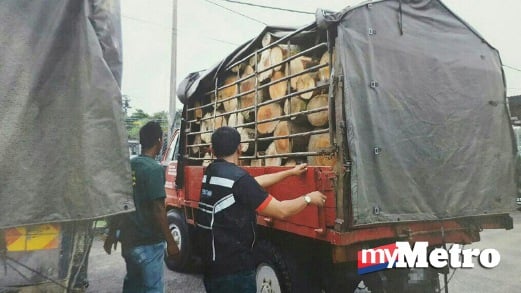 PEGAWAI Jabatan Perhutanan memeriksa lori yang ditahan di Kampung Seberang Sungai, Lunas. FOTO Noorazura Abdul Rahman