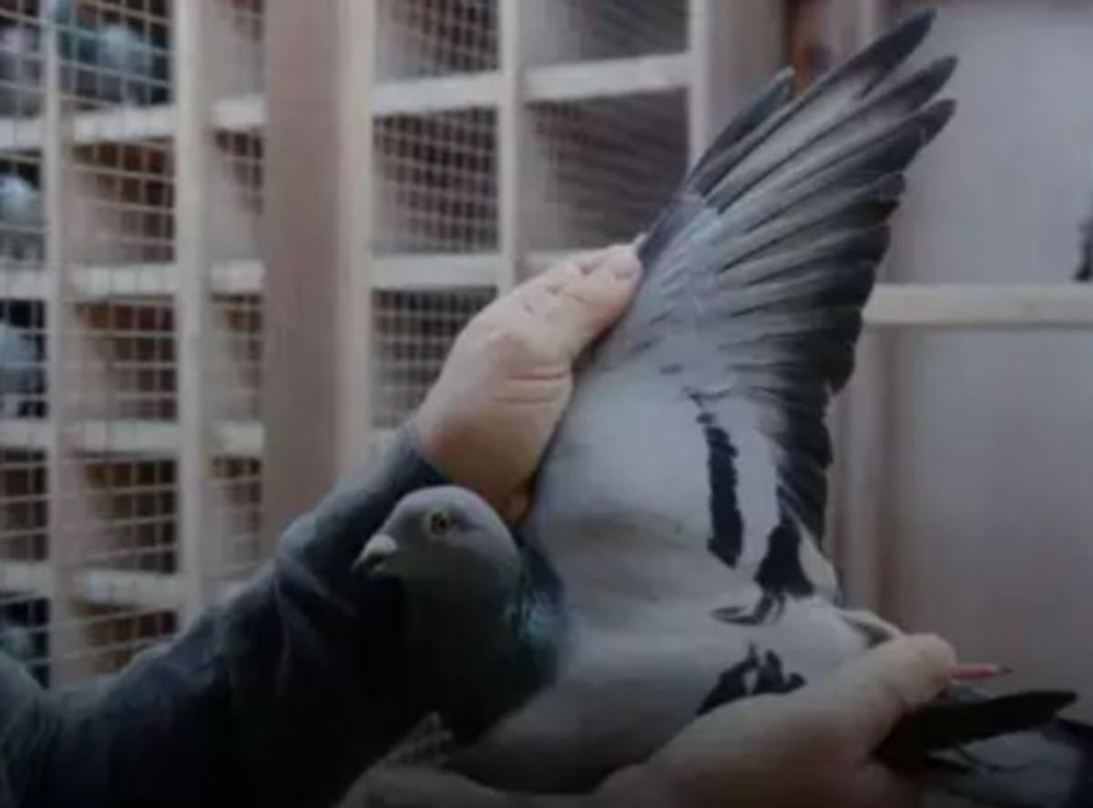 NEW Kim muncul burung merpati termahal pernah dijual. FOTO Agensi