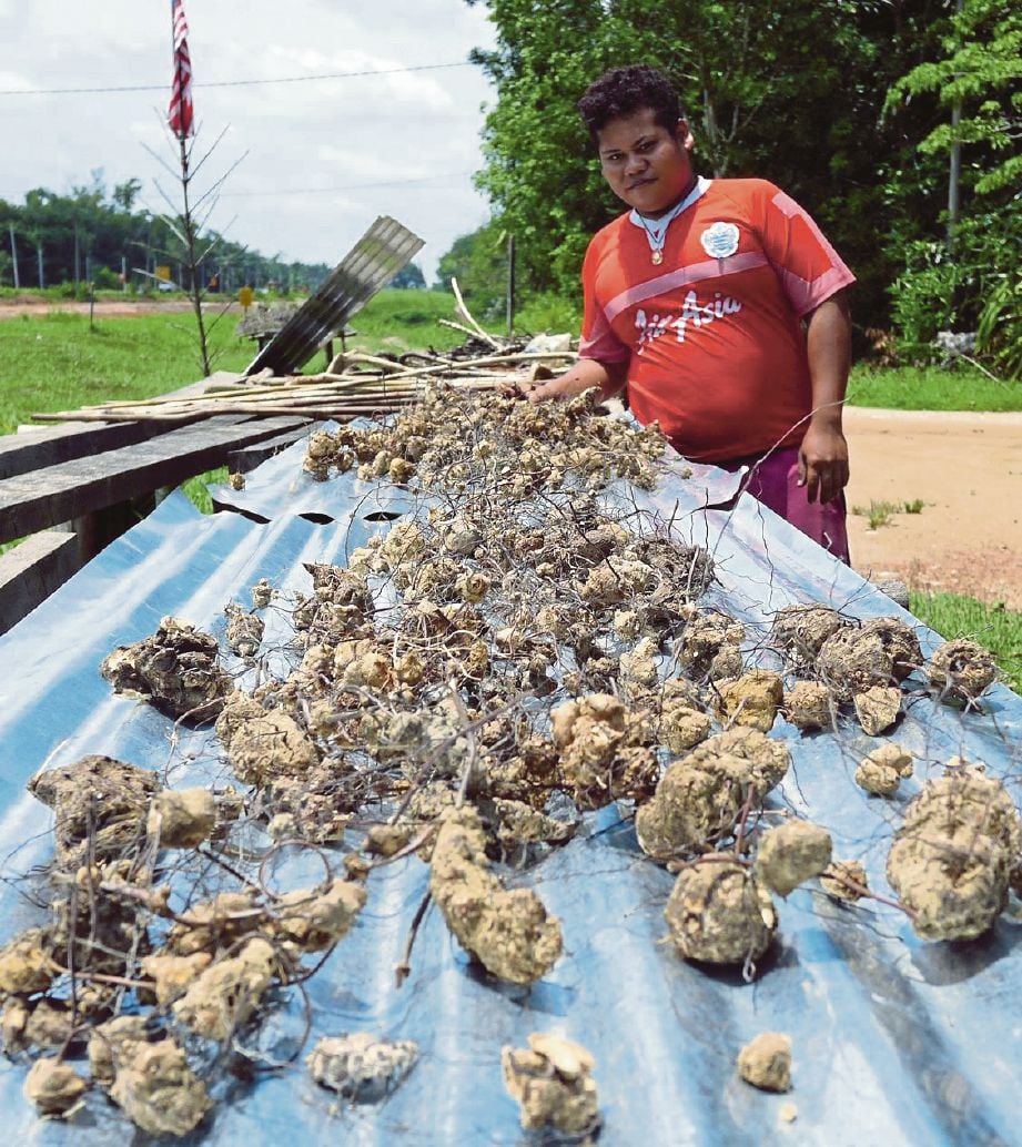 ROMI menunjukkan ubi jaga yang  dikeringkan untuk dijual di kedainya di Kampung Menchupu, Pekan, Pahang.