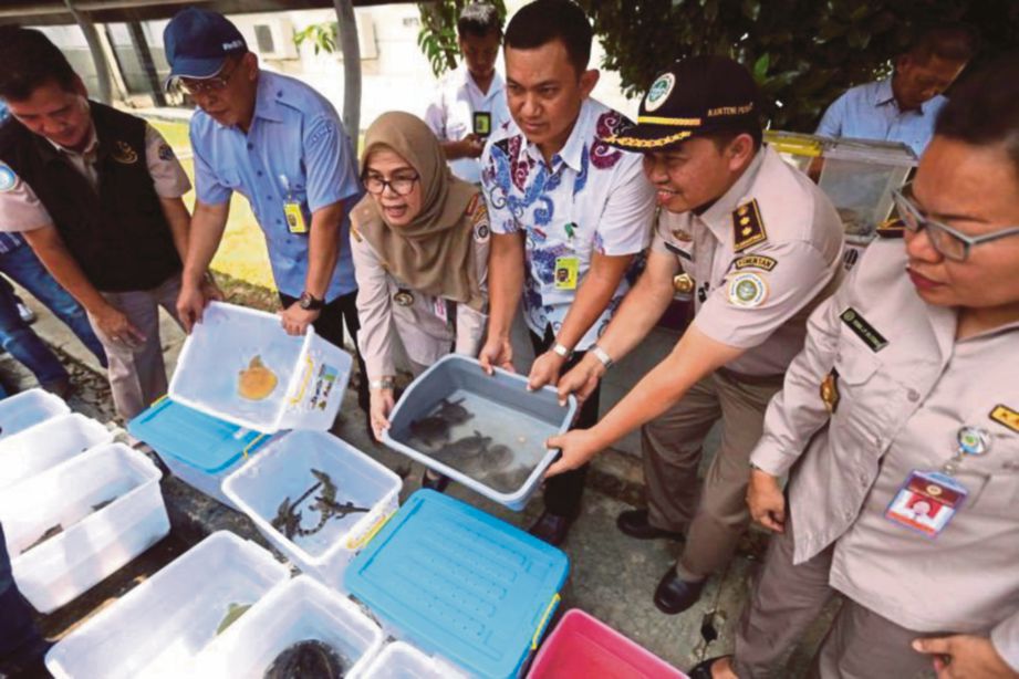 PEGAWAI menunjukkan beberapa haiwan termasuk anak penyu dan buaya yang cuba diseludup keluar di lapangan terbang di Jakarta. - kompas.com