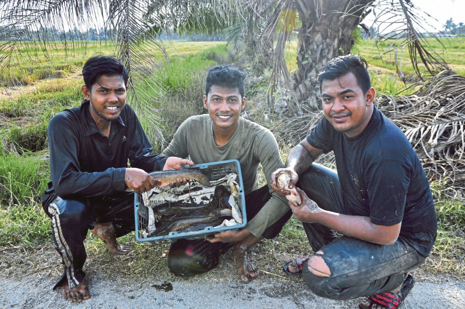 MUHAMMAD Hisyam, Muhammad Syafiq dan Ahmad Shahril Hanis menunjukkan ikan haruan yang  ditangkap.