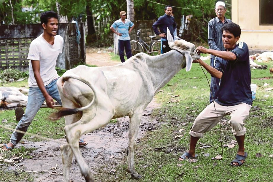 SEORANG penduduk Kampung Preythnong cuba menumbangkan lembu untuk disembelih.