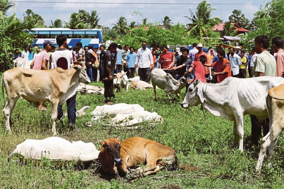 ANTARA lembu yang diagihkan untuk ibadah korban di Kampung Preythnong.