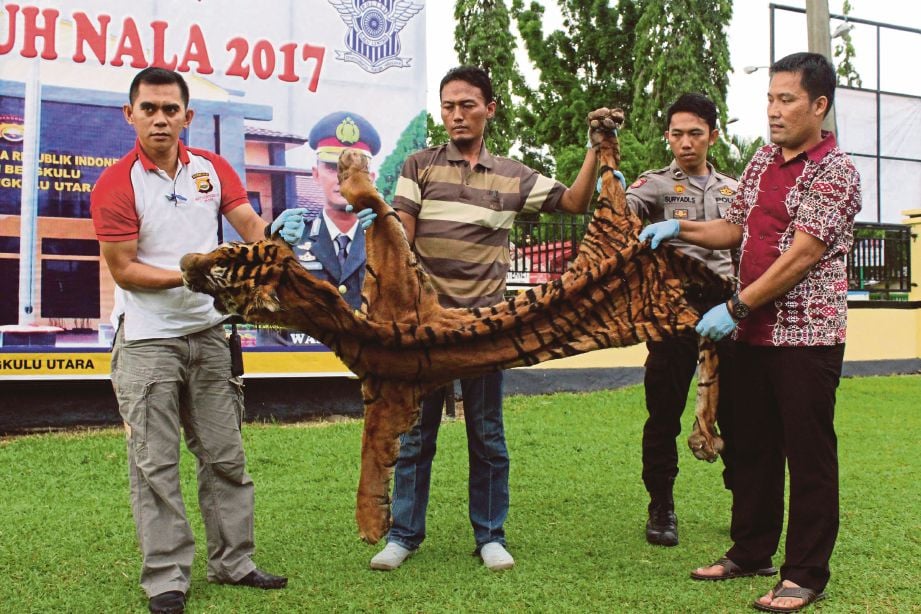 ANGGOTA polis menunjukkan kulit harimau Sumatera yang dirampas daripada dua pemburu haram pada sidang media di Argamakmur, Bengkulu Utara kelmarin. - AFP 
