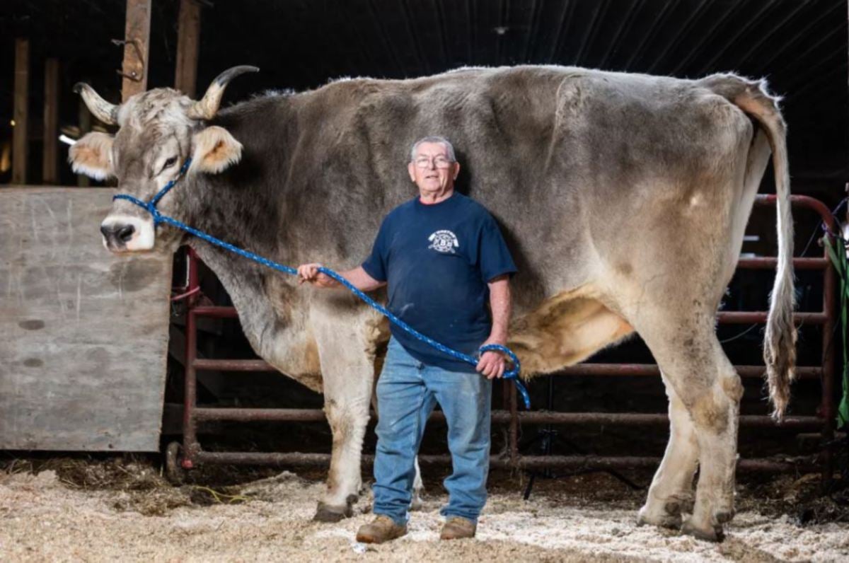 TOMMY yang diiktiraf lembu paling tinggi dunia, bersama pemiliknya, Fred. FOTO Guinness World Records.
