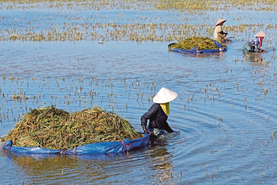 PETANI menuai padi di kawasan sawah yang banjir akibat hujan lebat di wilayah Ninh Binh kelmarin. - Reuters
