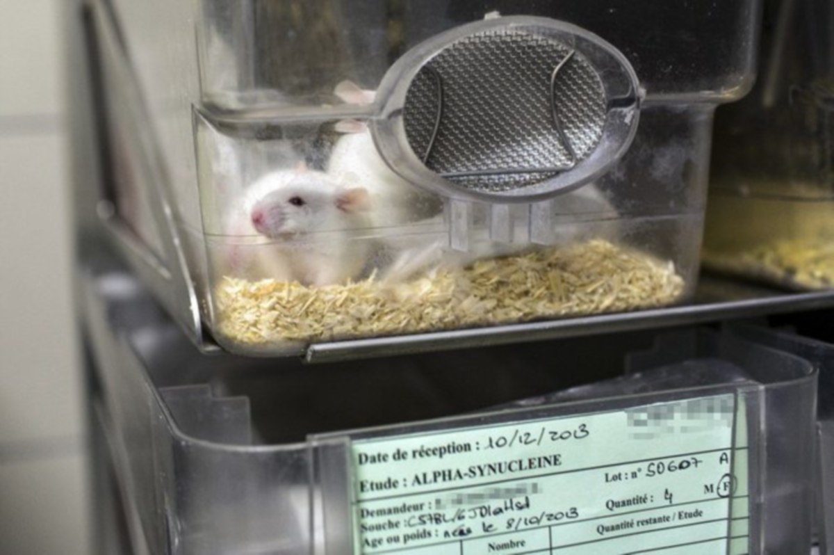 BUAT pertama kalinya, saintis berjaya mencipta anak tikus daripada persenyawaan dua ekor tikus. FOTO AFP 
