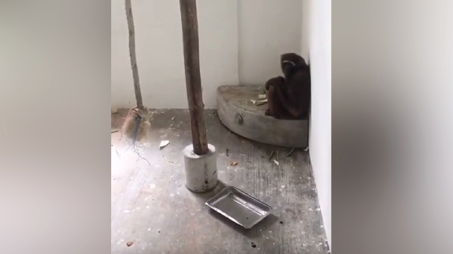 PETIKAN video dimuat naik Friends of the Orangutans Malaysia di YouTube.