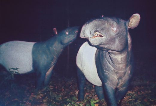 GAMBAR tapir pada waktu malam yang dirakam Tabung Hidupan Liar Sedunia.