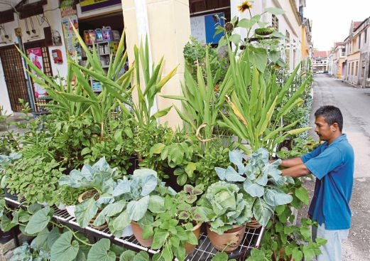 ZAINAL Abidin melihat tanaman pokok herba dan sayur-sayuran di tepi lot kedai di Taman Seroja, Bandar Baru Salak Tinggi.