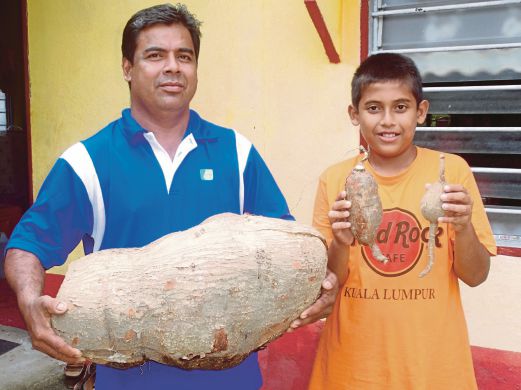 MANSOR menunjukkan ubi kayu gergasi yang ditemui di kebunnya di Kampung Bukit Kecil Sungai Pinang, kelmarin. 