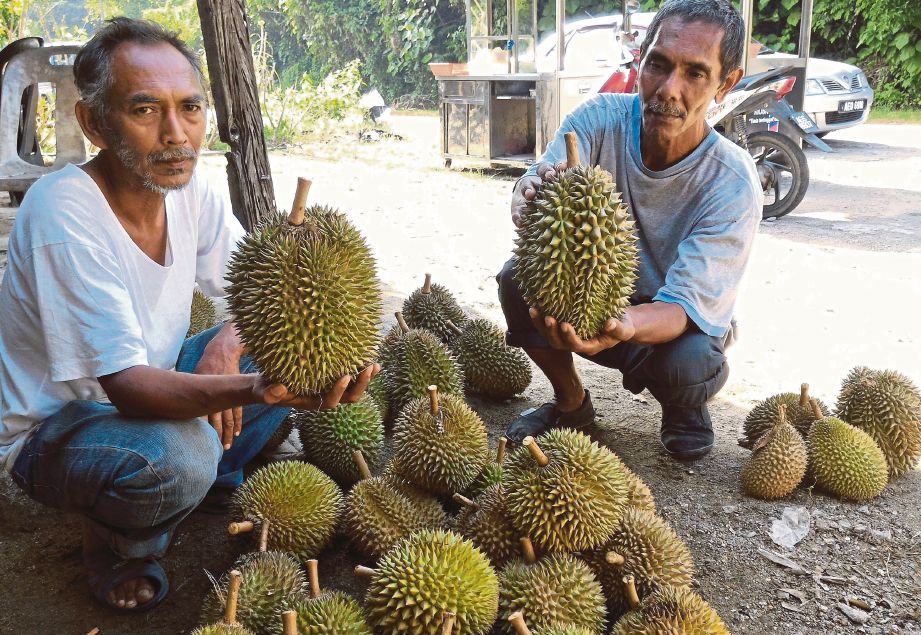 AHMAD Suhaimi Osman (kiri) menunjukkan durian jenis IOI dan Tajuddin Daud menunjukkan jenis 4 United miliknya. 
