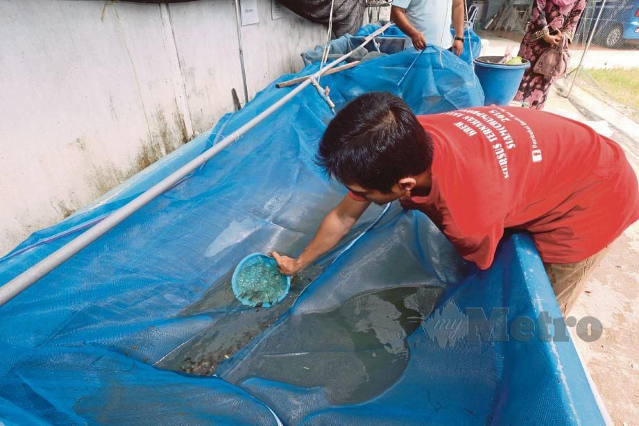Mohd Izzat membuat persiapan membungkus benih ikan puyu yang diternak dalam kolam DIY. 