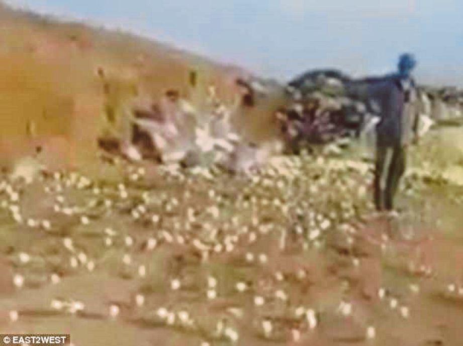 RATUSAN anak ayam berkeliaran di tapak pelupusan sampah yang dimuat naik Bayramov. - Daily Mail