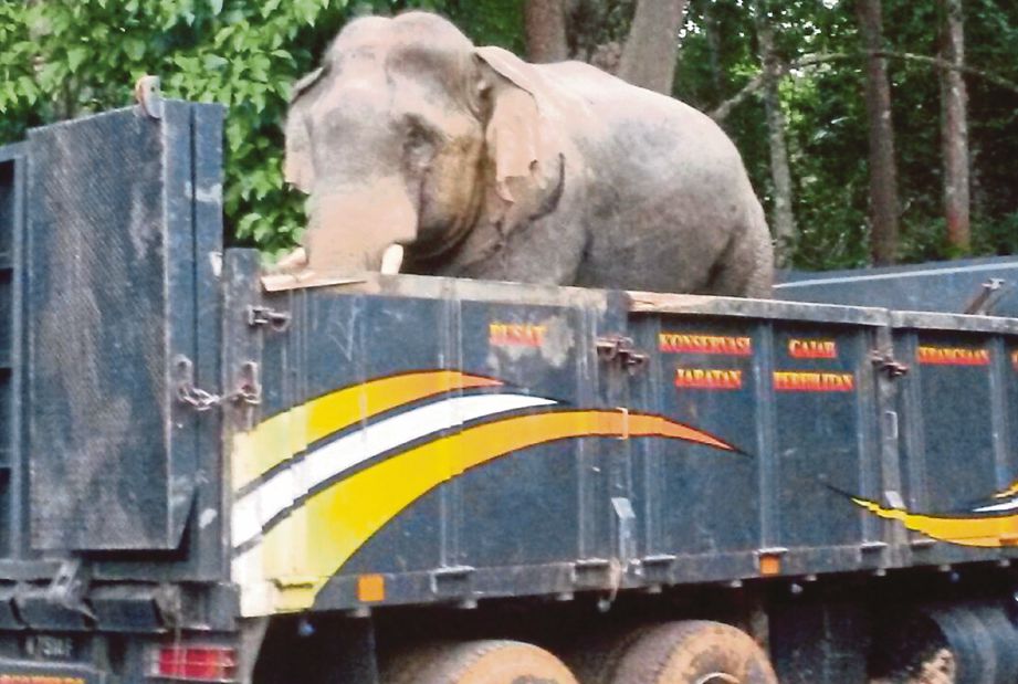 SEEKOR gajah jantan berusia 40 tahun berjaya ditangkap.