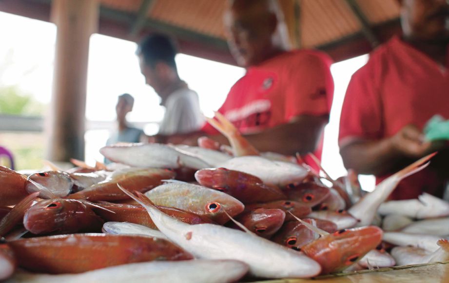 BEKALAN ikan segar tidak mencukupi jadi pendorong kepada peningkatan harga ikan segar Kampung Kempadang.