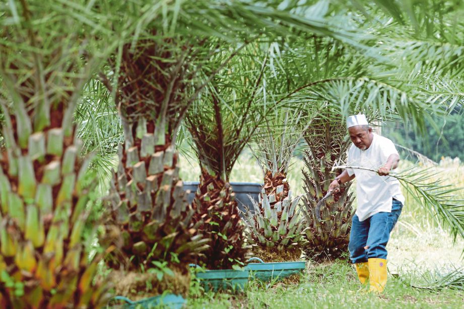 MOHD Zain  memastikan kawasan persekitaran di tapak tanaman pokok kurma di Kampung Teras, Binjai, Kota Bharu sentiasa bersih.