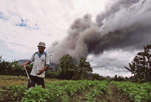 SEORANG penduduk menyembur racun serangga pada tanamannya tanpa menghiraukan Gunung Sinabung yang mengeluarkan debu ke udara.