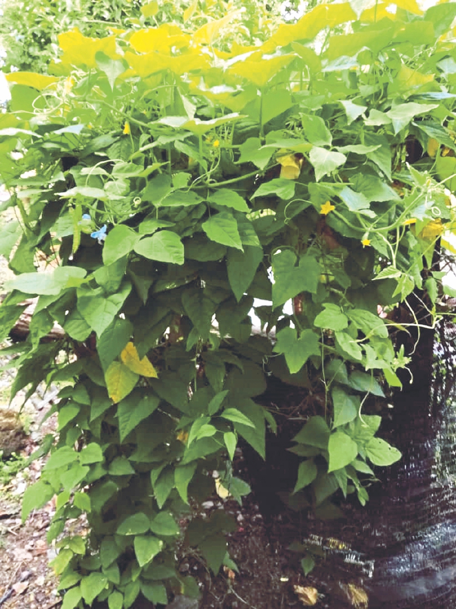 POKOK kacang panjang tumbuhan yang mudah ditanam. 